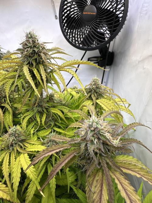 Pineapple Express F1 Zamnesia. Week 11