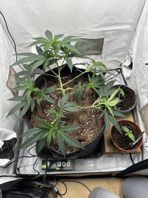 PowerPlant photo X Greenception GCx4-PWR. Week 3