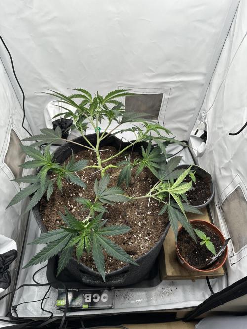 PowerPlant photo X Greenception GCx4-PWR. Week 3