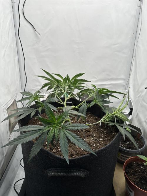 PowerPlant photo X Greenception GCx4-PWR. Week 3