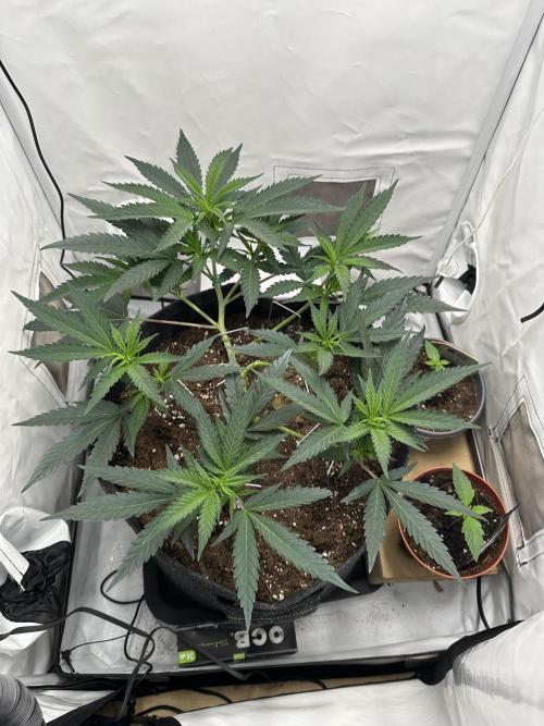 PowerPlant photo X Greenception GCx4-PWR. Week 4