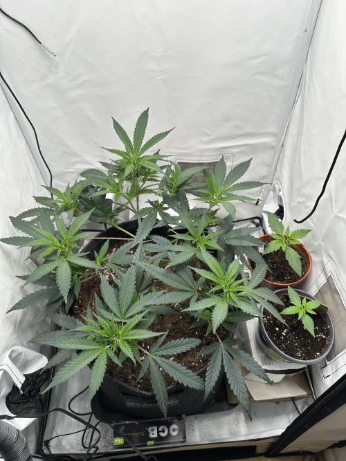 PowerPlant photo X Greenception GCx4-PWR. Week 4