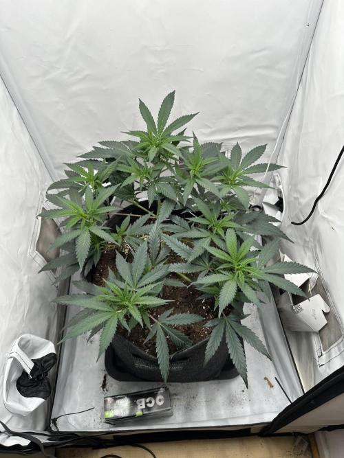 Power Plant. Week 4
