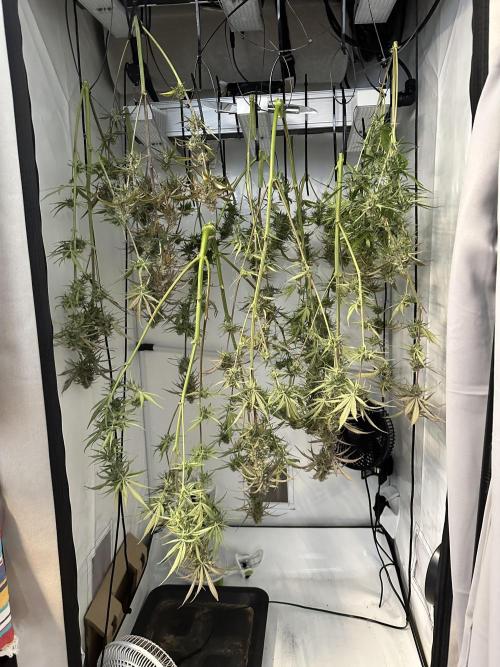 Pineapple Express F1 Zamnesia. Week 12