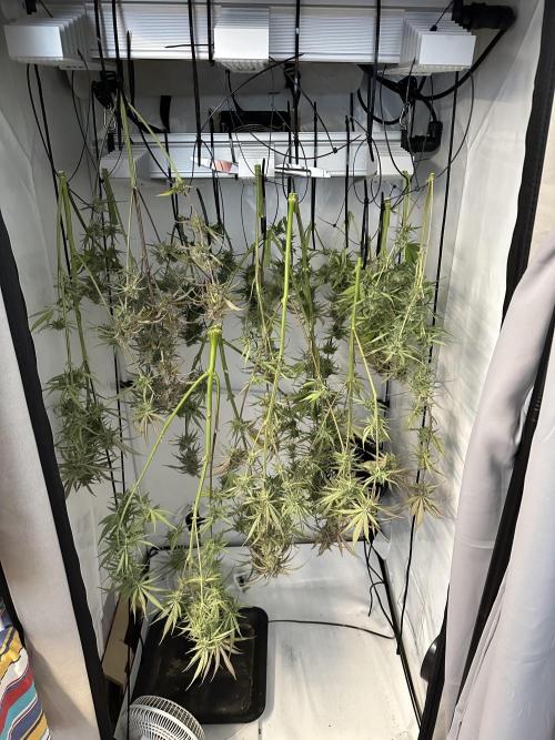 Pineapple Express F1 Zamnesia. Week 12