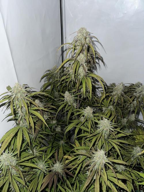 Pineapple Express F1 Zamnesia. Week 12