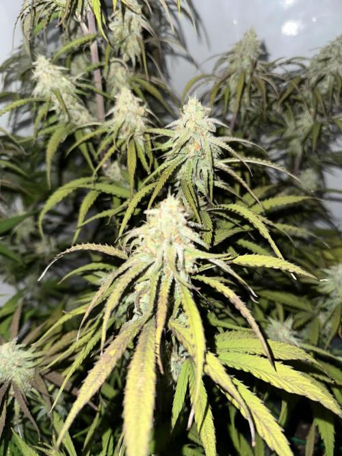 Pineapple Express F1 Zamnesia. Week 12