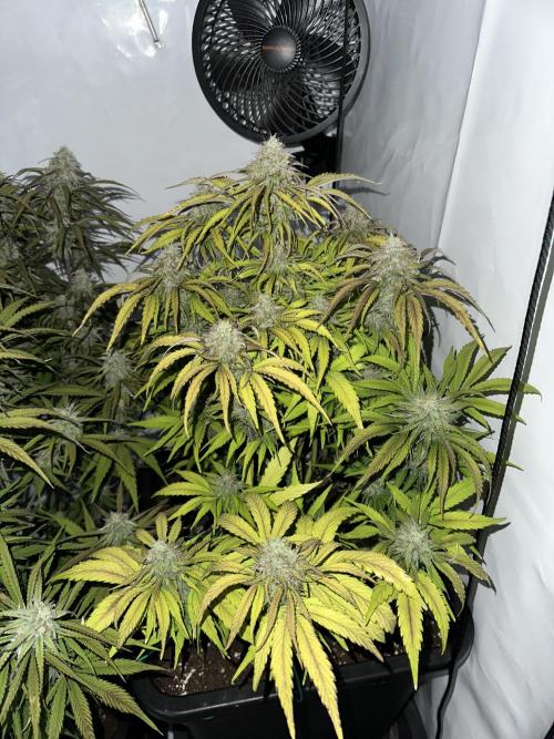 Pineapple Express F1 Zamnesia. Week 12