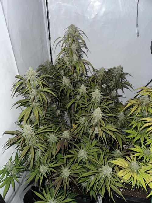 Pineapple Express F1 Zamnesia. Week 12