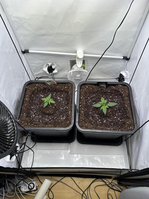 RQS Milky Way F1 X FB420 Strawbry Banana. Week 2