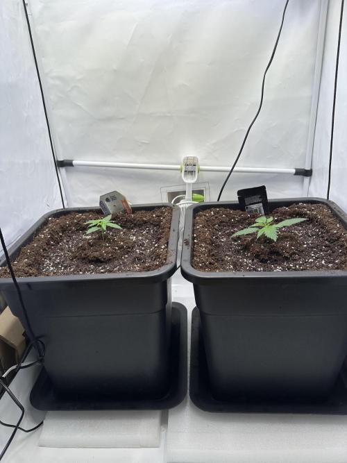 RQS Milky Way F1 X FB420 Strawbry Banana. Week 2