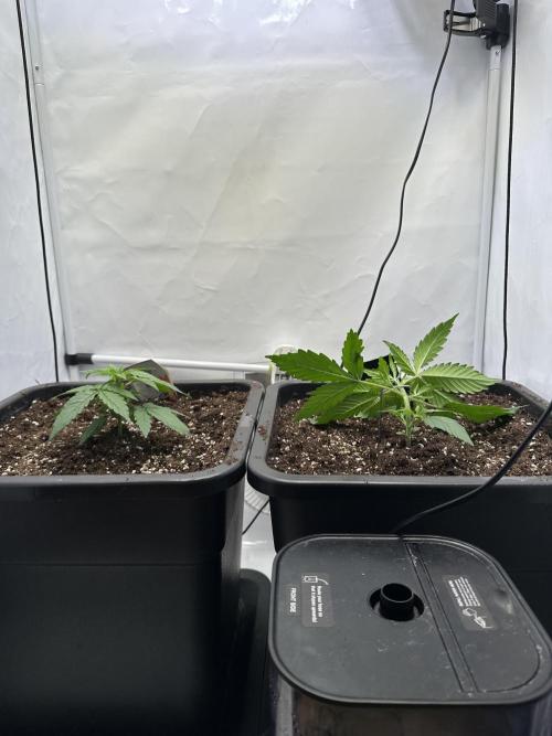 RQS Milky Way F1 X FB420 Strawbry Banana. Week 3