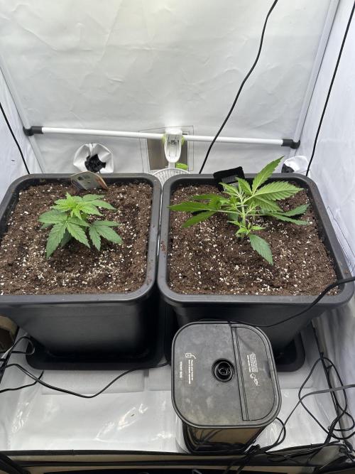 RQS Milky Way F1 X FB420 Strawbry Banana. Week 3
