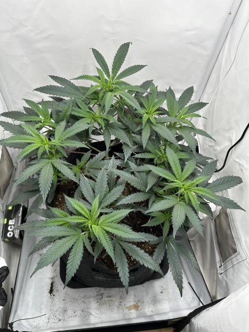 PowerPlant photo X Greenception GCx4-PWR. Week 5
