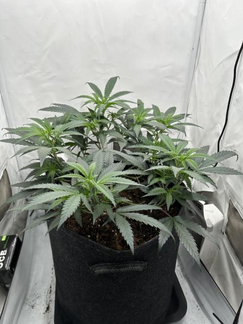 PowerPlant photo X Greenception GCx4-PWR. Week 5