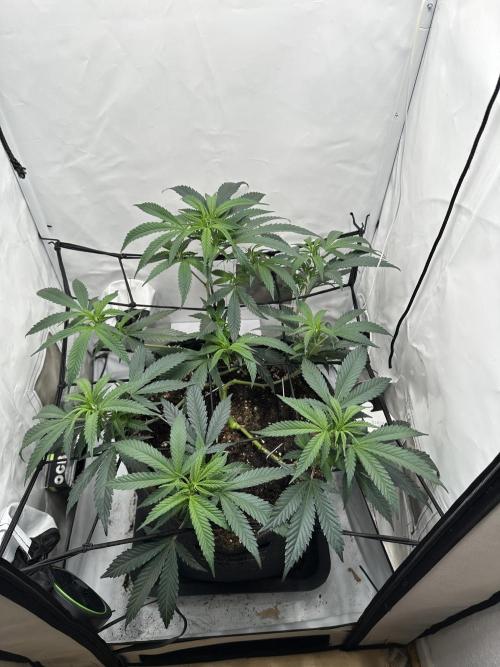 PowerPlant photo X Greenception GCx4-PWR. Week 5