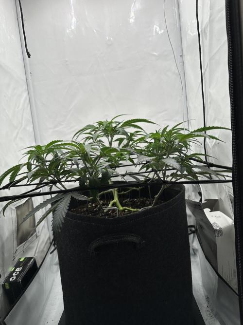 Power Plant. Week 5