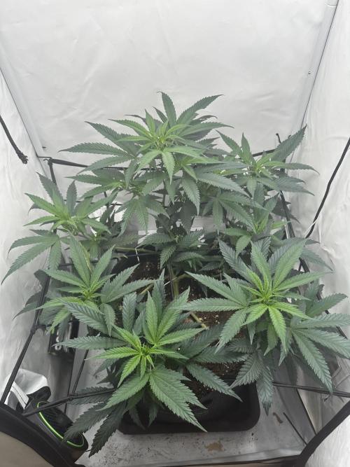 PowerPlant photo X Greenception GCx4-PWR. Week 6