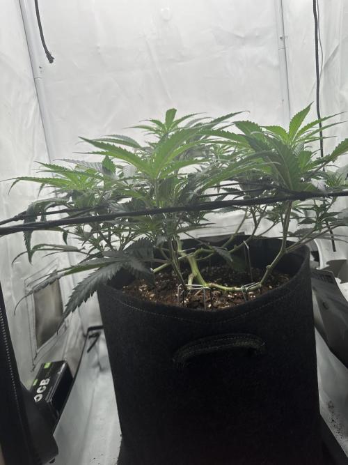 PowerPlant photo X Greenception GCx4-PWR. Week 6