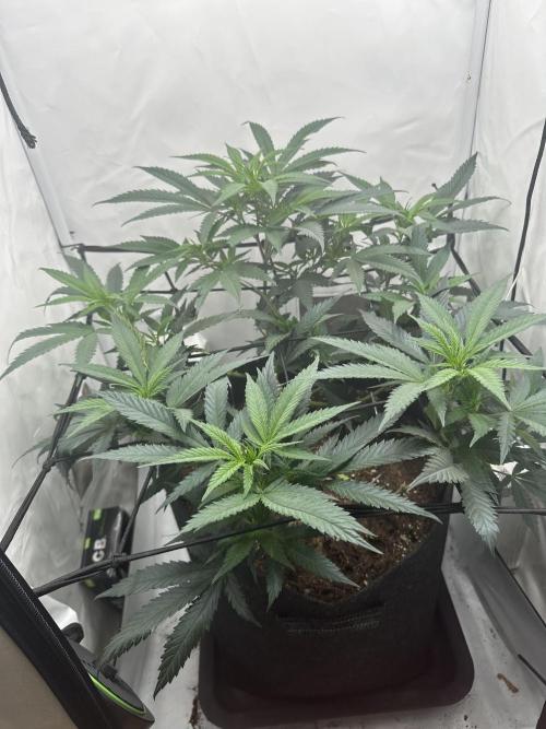 PowerPlant photo X Greenception GCx4-PWR. Week 6