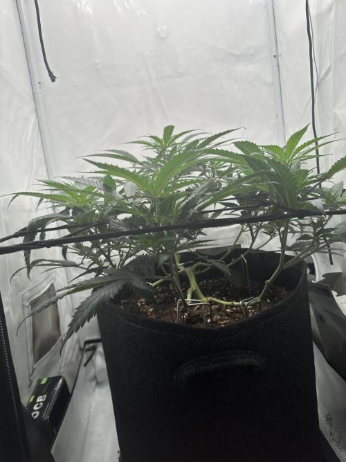 Power Plant. Week 6