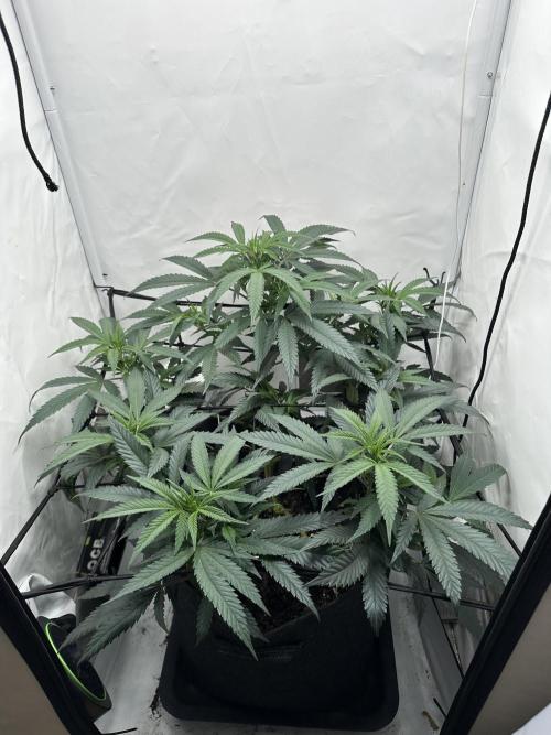 PowerPlant photo X Greenception GCx4-PWR. Week 6