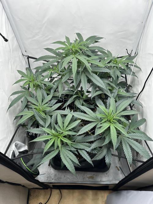 PowerPlant photo X Greenception GCx4-PWR. Week 6