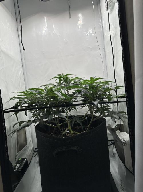 PowerPlant photo X Greenception GCx4-PWR. Week 6