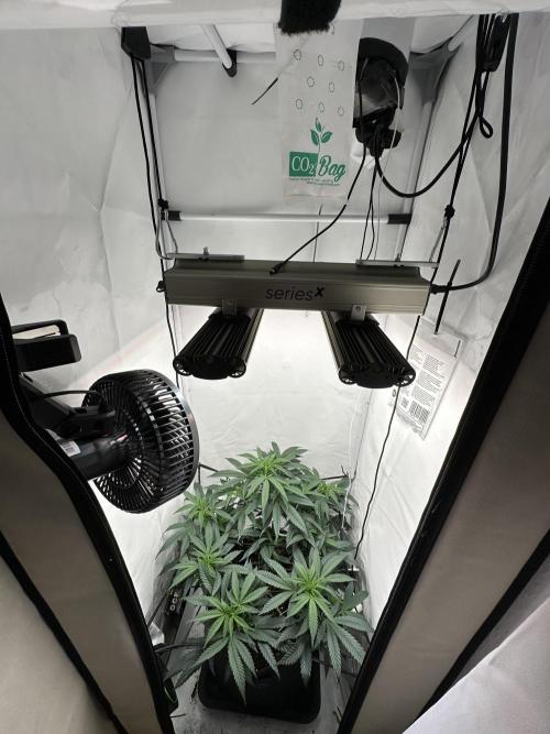 Power Plant. Week 6