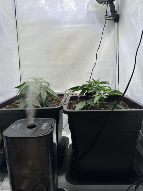 RQS Milky Way F1 X FB420 Strawbry Banana. Week 4