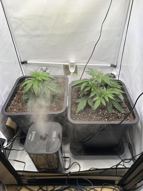 RQS Milky Way F1 X FB420 Strawbry Banana. Week 4