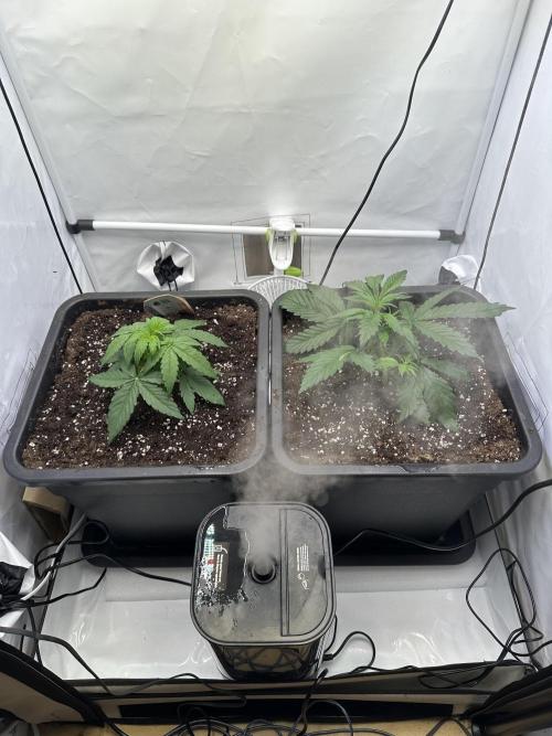 RQS Milky Way F1 X FB420 Strawbry Banana. Week 4