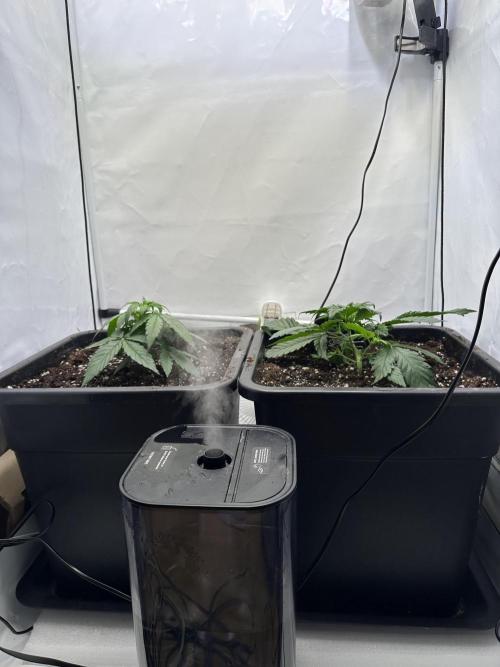 RQS Milky Way F1 X FB420 Strawbry Banana. Week 4
