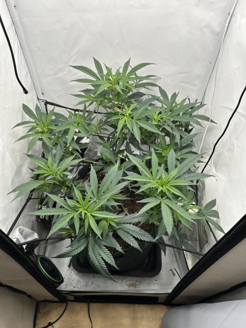 PowerPlant photo X Greenception GCx4-PWR. Week 7