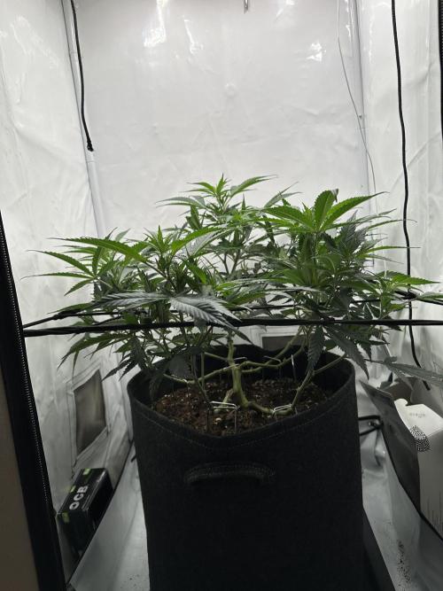 PowerPlant photo X Greenception GCx4-PWR. Week 7