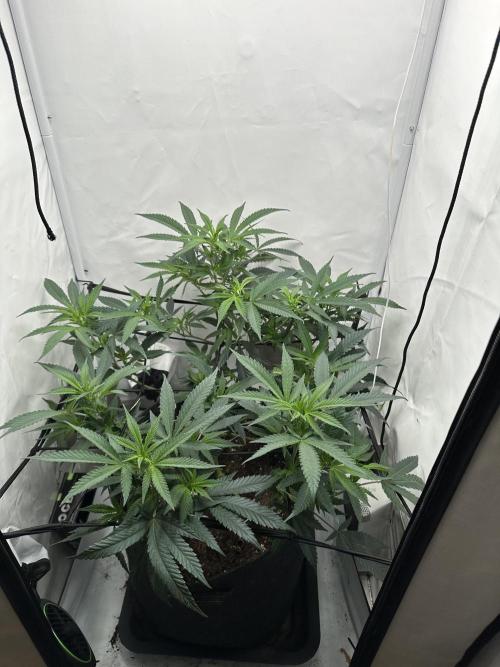 PowerPlant photo X Greenception GCx4-PWR. Week 7
