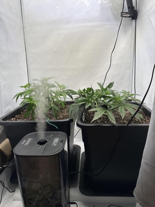 RQS Milky Way F1 X FB420 Strawbry Banana. Week 4