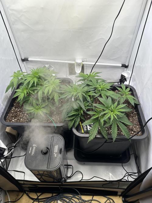 RQS Milky Way F1 X FB420 Strawbry Banana. Week 4