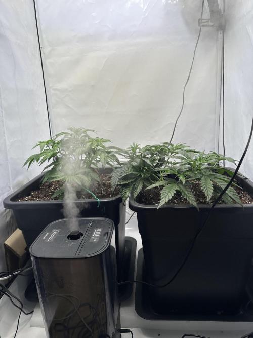 RQS Milky Way F1 X FB420 Strawbry Banana. Week 4