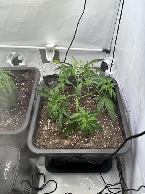 RQS Milky Way F1 X FB420 Strawbry Banana. Week 4