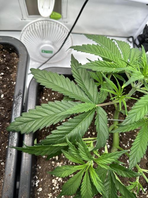 RQS Milky Way F1 X FB420 Strawbry Banana. Week 4