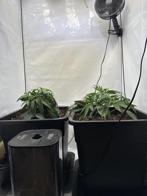 RQS Milky Way F1 X FB420 Strawbry Banana. Week 4