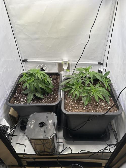 RQS Milky Way F1 X FB420 Strawbry Banana. Week 4