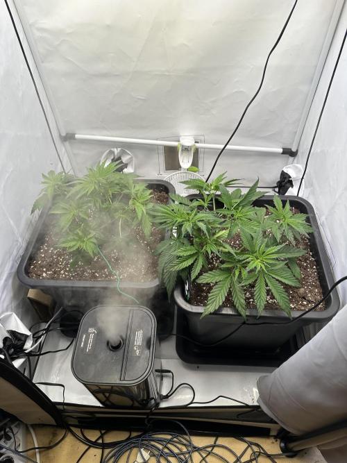 RQS Milky Way F1 X FB420 Strawbry Banana. Week 5