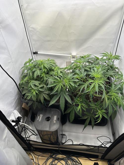 RQS Milky Way F1 X FB420 Strawbry Banana. Week 5