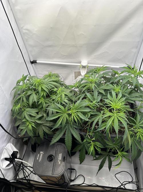 RQS Milky Way F1 X FB420 Strawbry Banana. Week 5