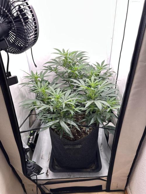 PowerPlant photo X Greenception GCx4-PWR. Week 8