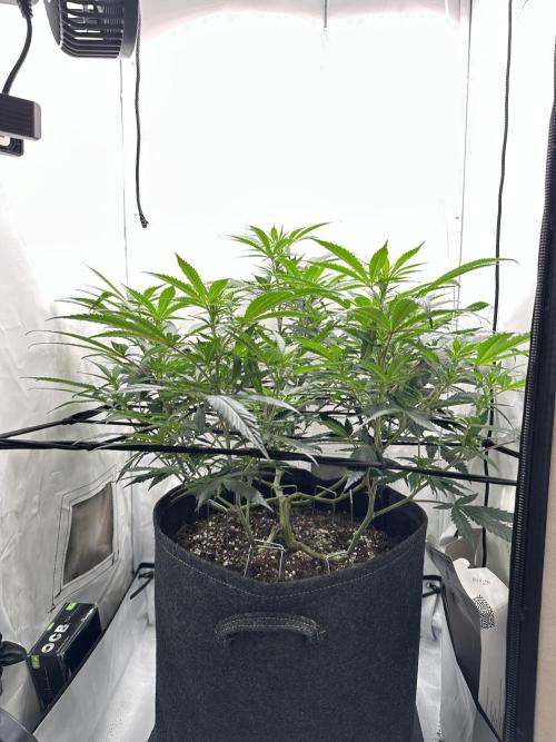 PowerPlant photo X Greenception GCx4-PWR. Week 8