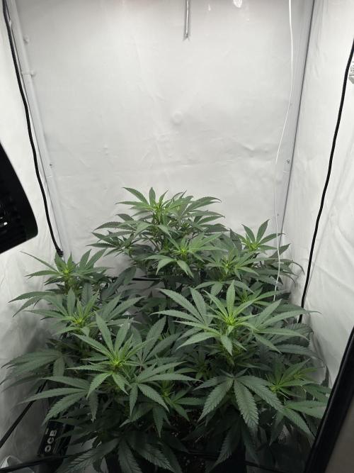 Power Plant. Week 8