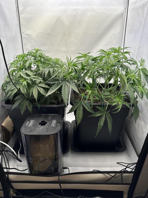 RQS Milky Way F1 X FB420 Strawbry Banana. Week 6